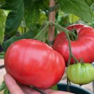 Fresh 50 Seeds Finishline Tomato Juicy Vegetable Planting Tomatoe Garden