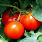 Fresh 50 Seeds Dona Tomato Juicy Vegetable Planting Tomatoe Garden