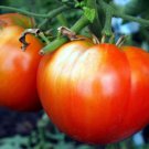 Fresh 50 Seeds Delizia Tomato Juicy Vegetable Planting Tomatoe Garden