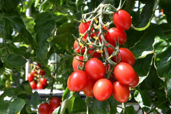 Fresh 50 Seeds Dafel Tomato Juicy Vegetable Planting Tomatoe Garden