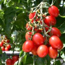 Fresh 50 Seeds Dafel Tomato Juicy Vegetable Planting Tomatoe Garden