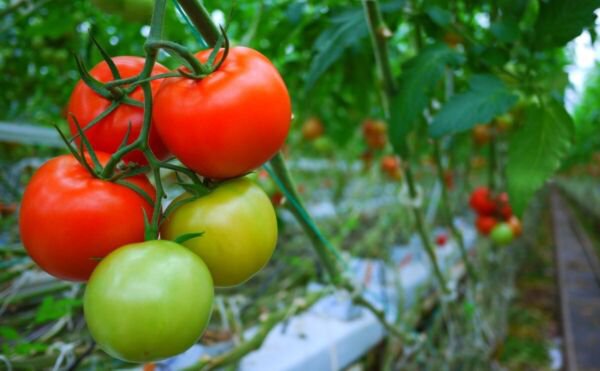 Fresh 50 Seeds Clter Grande Tomato Juicy Vegetable Planting Tomatoe Garden