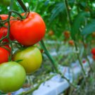 Fresh 50 Seeds Clter Grande Tomato Juicy Vegetable Planting Tomatoe Garden