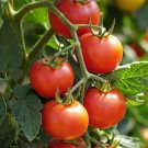 Fresh 50 Seeds Chiquita Tomato Juicy Vegetable Planting Tomatoe Garden