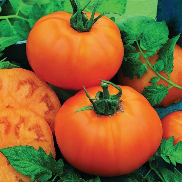 Fresh 50 Seeds Chef&acirc;��S Choice Orange Tomato Juicy Vegetable Planting Tomatoe Garden