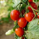 Fresh 50 Seeds Casa Del Sol Tomato Juicy Vegetable Planting Tomatoe Garden