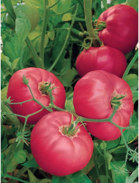 Fresh 50 Seeds Brandy Boy Tomato Juicy Vegetable Planting Tomatoe Garden