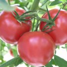 Fresh 50 Seeds Bolseno Tomato Juicy Vegetable Planting Tomatoe Garden