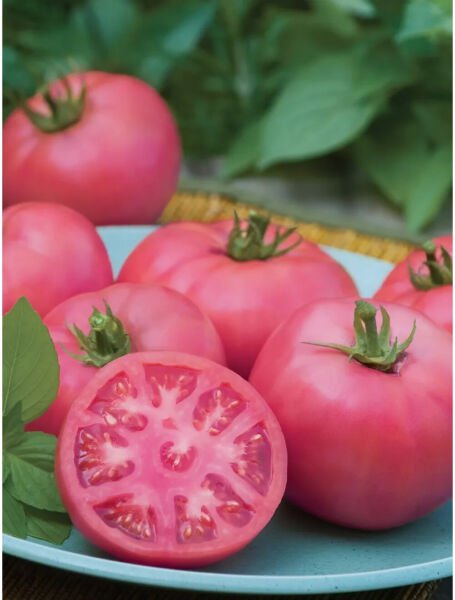 Fresh 50 Seeds Big Pink Tomato Juicy Vegetable Planting Tomatoe Garden