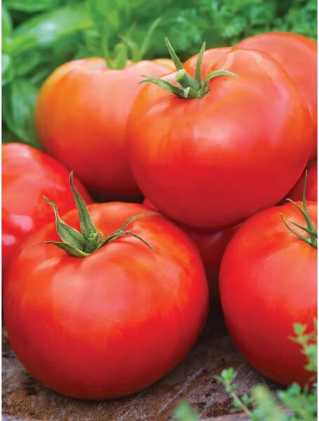 Fresh 50 Seeds Big Daddy Tomato Juicy Vegetable Planting Tomato Food Garden