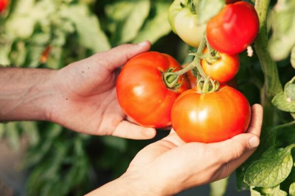 Fresh 50 Seeds Applae Tomato Juicy Vegetable Planting Tomatoe Garden