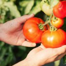 Fresh 50 Seeds Applae Tomato Juicy Vegetable Planting Tomatoe Garden