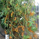 Fresh 50 Seeds Sungold Tomato Juicy Cherry Vegetable Planting Tomatoe Garden