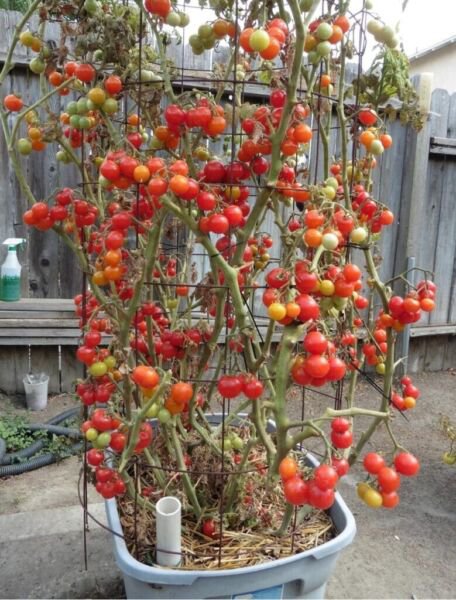 Fresh 50 Seeds Hky Cherry Tomato Juicy Vegetable Planting Tomatoe Garden