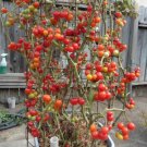 Fresh 50 Seeds Hky Cherry Tomato Juicy Vegetable Planting Tomatoe Garden