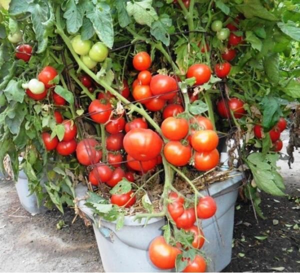 Fresh 50 Seeds San Diego Tomato Juicy Vegetable Planting Tomatoe Garden