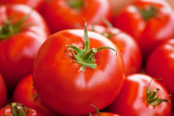 Fresh 50 Seeds Red Defender Tomato Hybrid Vegetable Planting Tomatoe Garden