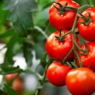Fresh 50 Seeds Patio Tasty Kabob Tomato Hybrid Vegetable Planting Tomatoe Garden