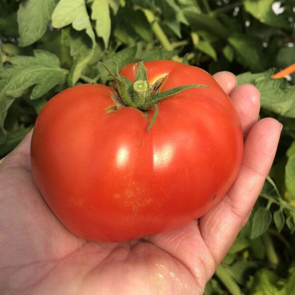 Fresh 50 Seeds Mountain Spring Tomato Hybrid Vegetable Planting Tomatoe Garden