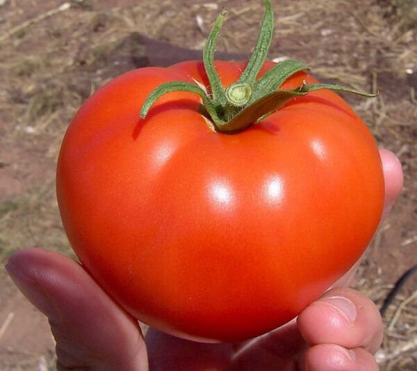 Fresh 50 Seeds Mountain Tomato Hybrid Vegetable Planting Tomatoe Garden