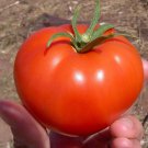 Fresh 50 Seeds Mountain Tomato Hybrid Vegetable Planting Tomatoe Garden