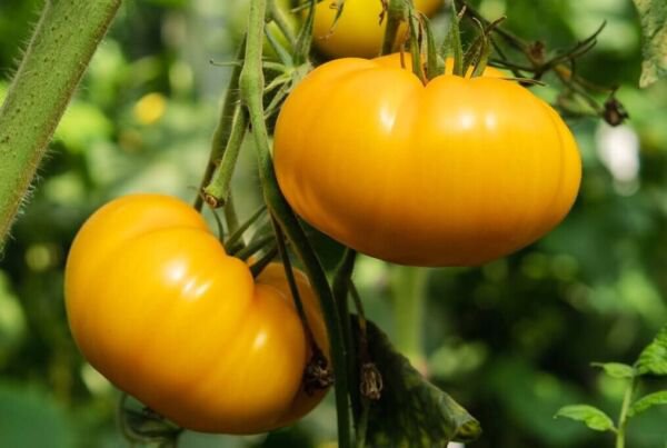 Fresh 50 Seeds Lemon Boy Tomato Hybrid Vegetable Planting Tomatoe Garden