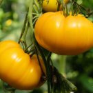 Fresh 50 Seeds Lemon Boy Tomato Hybrid Vegetable Planting Tomatoe Garden