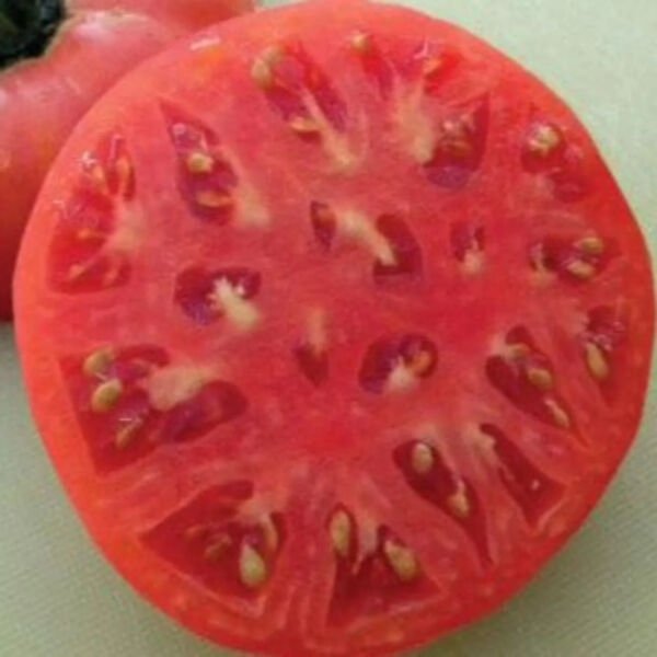Fresh 50 Seeds Hky Cherry Red Tomato Hybrid Vegetable Planting Tomatoe Garden