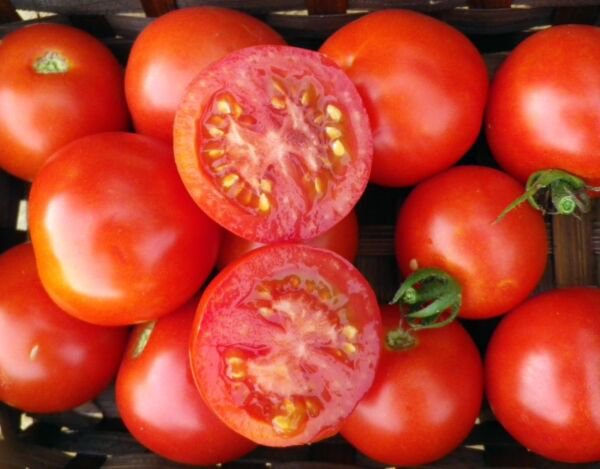 Fresh 50 Seeds Cupid Tomato Hybrid Vegetable Planting Tomatoe Garden
