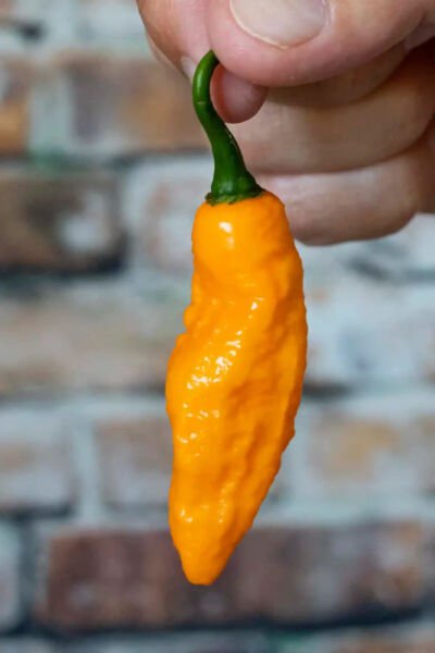 Fresh 25 Seeds Devil'S Tongue Peppers Easy To Grow Vegetable Edible Garden