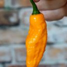 Fresh 25 Seeds Devil'S Tongue Peppers Easy To Grow Vegetable Edible Garden