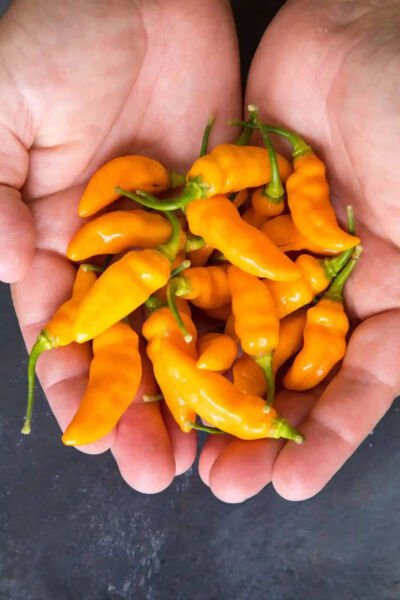 Fresh 25 Seeds Datil Peppers Easy To Grow Vegetable Edible Garden