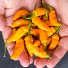 Fresh 25 Seeds Datil Peppers Easy To Grow Vegetable Edible Garden