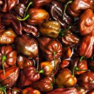 Fresh 25 Seeds Chocolate Habanero Chili Peppers Easy To Grow Vegetable Edible Garden