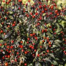 Fresh 25 Seeds Chiltepin Peppers Easy To Grow Vegetable Edible Garden