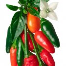 Fresh 25 Seeds Pequin Peppers Easy To Grow Vegetable Edible Garden