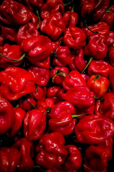 Fresh 25 Seeds Caribbean Red Chili Peppers Easy To Grow Vegetable Edible Food Garden