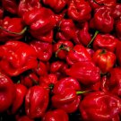Fresh 25 Seeds Caribbean Red Chili Peppers Easy To Grow Vegetable Edible Food Garden