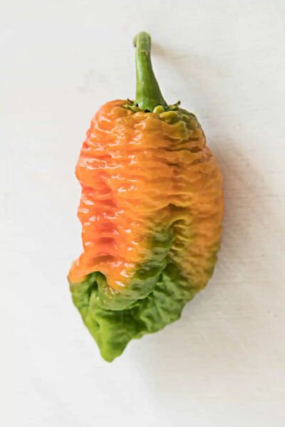 Fresh 25 Seeds Brain Strain Chili Peppers Easy To Grow Vegetable Edible Food Garden