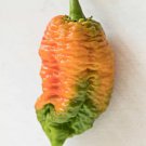 Fresh 25 Seeds Brain Strain Chili Peppers Easy To Grow Vegetable Edible Food Garden