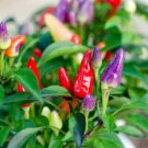 Fresh 25 Seeds Bolivian Rainbow Chil Peppers Easy To Grow Vegetable Edible Food Garden