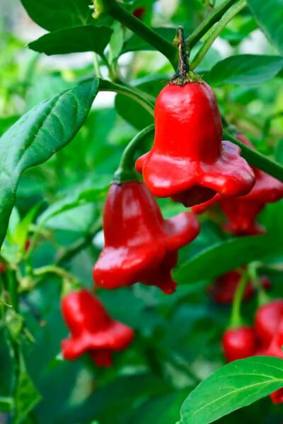 Fresh 25 Seeds Bishop'S Crown Peppers Easy To Grow Vegetable Edible Food Garden