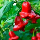 Fresh 25 Seeds Bishop'S Crown Peppers Easy To Grow Vegetable Edible Food Garden