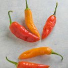 Fresh 25 Seeds Aji Cristal Peppers Large Vegetable Edible Food Hot Garden