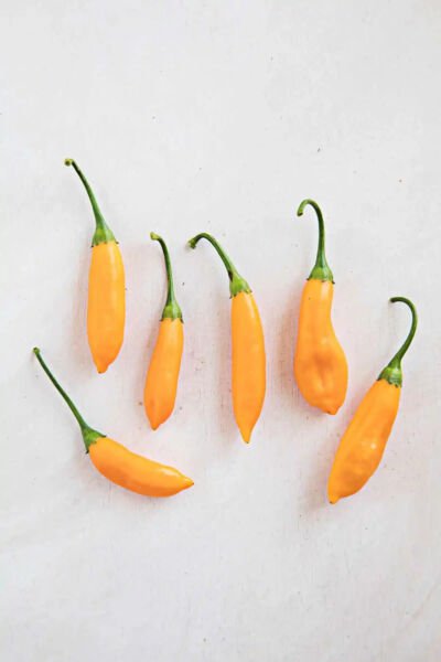 Fresh 25 Seeds Aji Cito Chili Peppers Large Vegetable Edible Food Hot Garden
