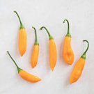 Fresh 25 Seeds Aji Cito Chili Peppers Large Vegetable Edible Food Hot Garden