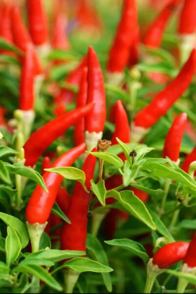 Fresh 25 Seeds African Devil Peppers Large Vegetable Edible Food Hot Garden