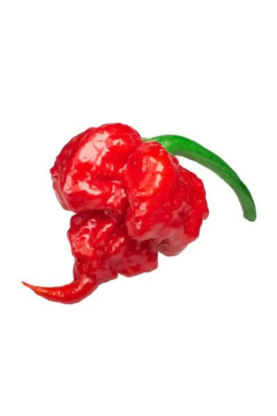 Fresh 25 Seeds Primo Superhot Pepper Large Vegetable Edible Food Hot Garden