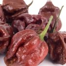 Fresh 25 Seeds Douglah Chili Pepper Large Vegetable Edible Food Hot Garden