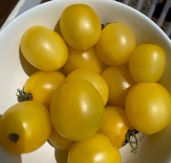 Fresh 50 Seeds Dwarf Bendigo Moon Tomato Juicy Vegetable Planting Tomatoes Garden